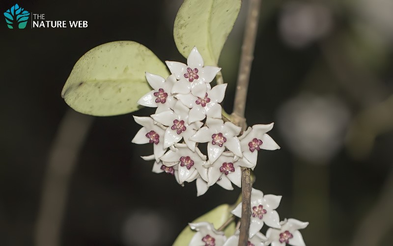 Pendulous Wax Flower